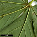SpeciesSub: subsp. visianii